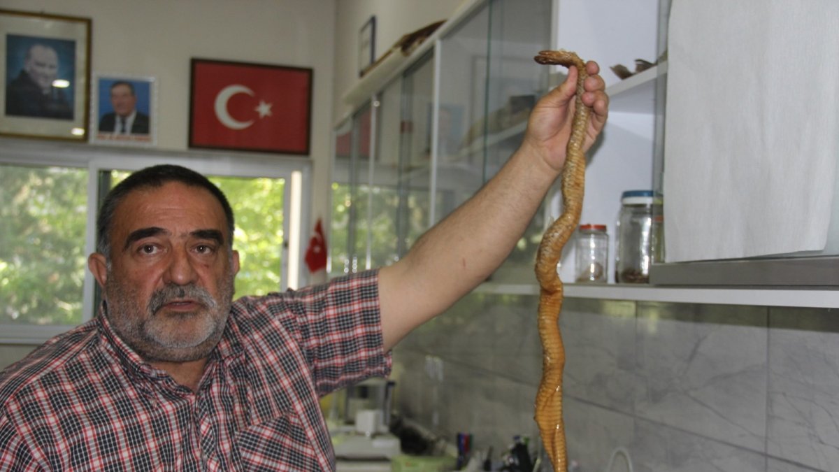 Depremler yılanların da yaşam alanlarını bozdu, ekolojik dengesizlik popülasyonu arttırdı