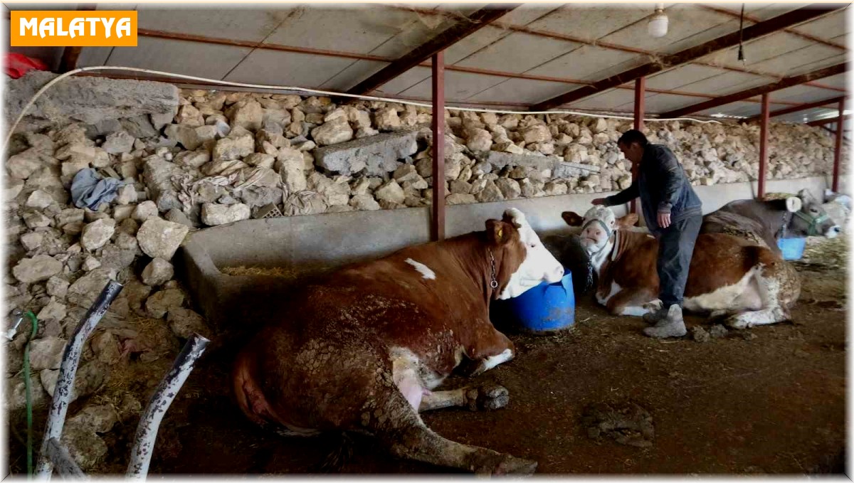 Depremzede hayvan yetiştiricileri üretimlerini sürdürüyor