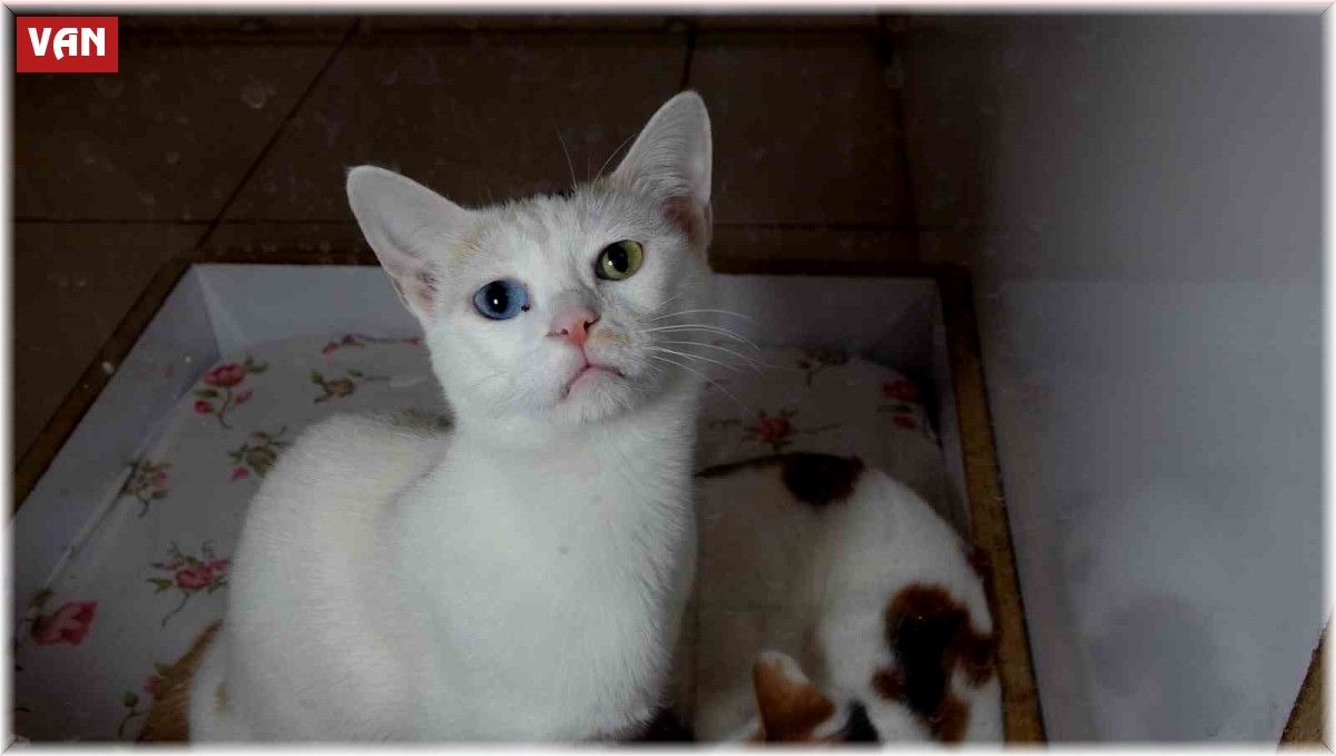 Depremzede kediler villada misafir ediliyor