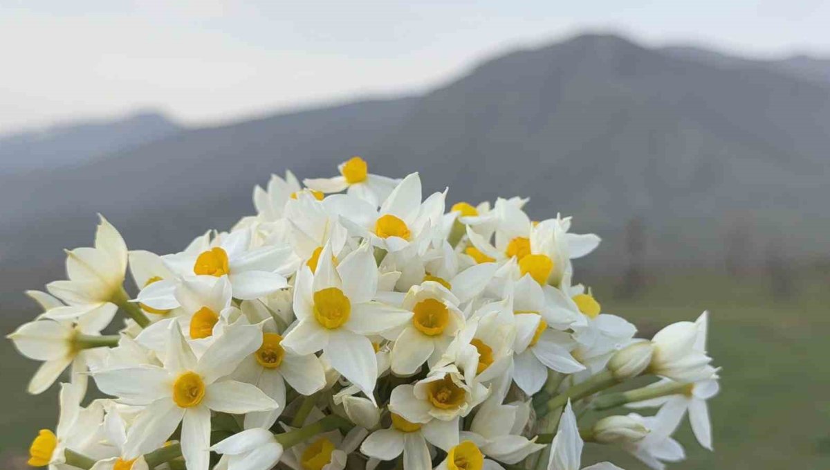 Derecik ilçesinde bahar yüzünü gösterdi