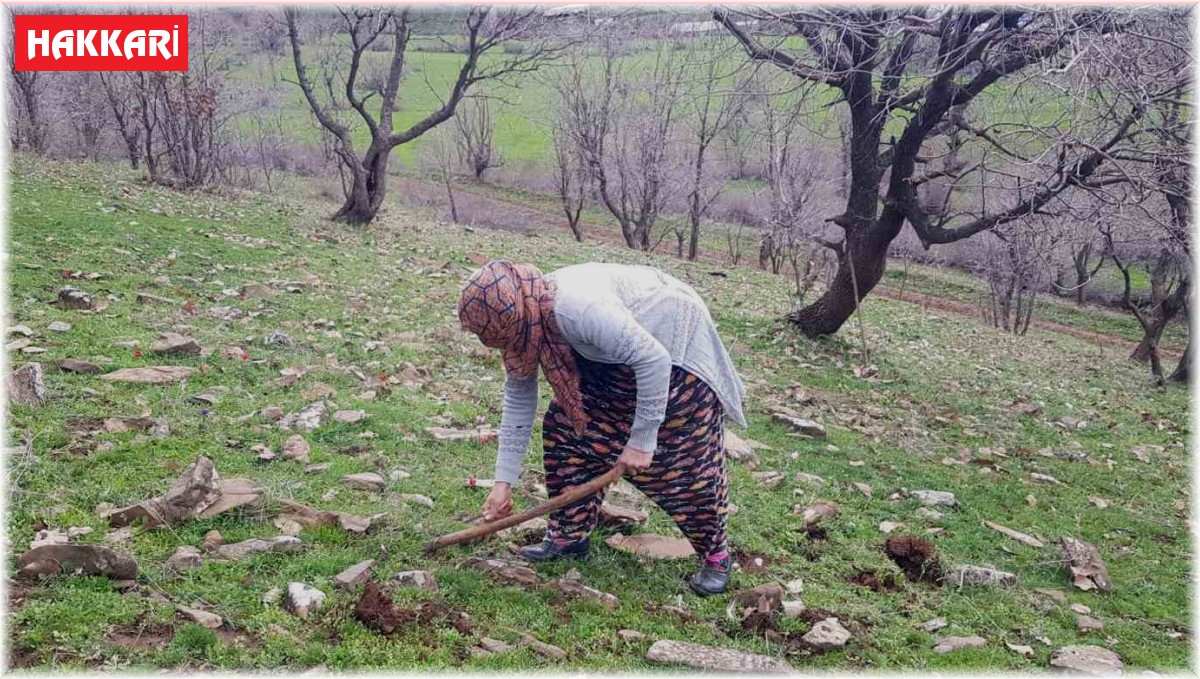 Derecik'te kenger bitkisini toplama sezonu başladı