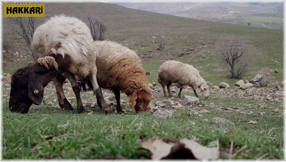 Derecik'te koyunlar meralara çıkmaya başladı