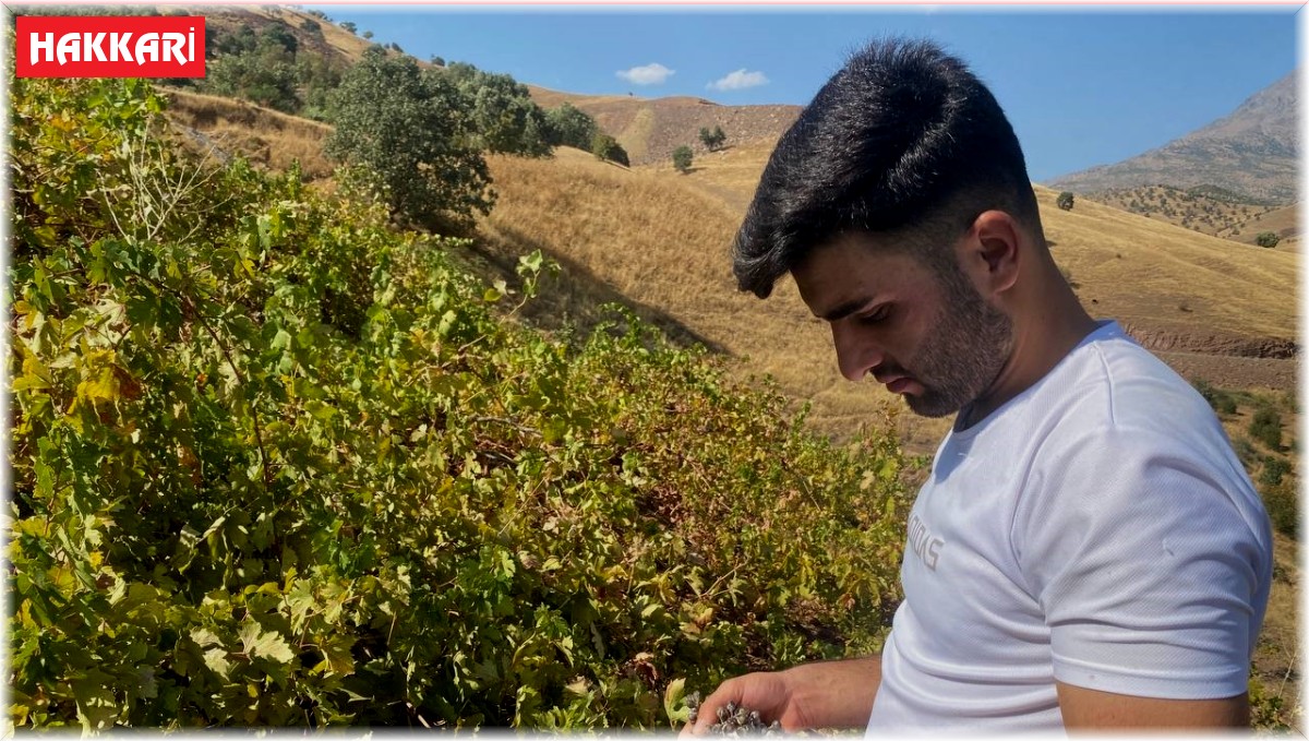 Derecik'te külleme hastalığı, üzüm verimini olumsuz etkiledi