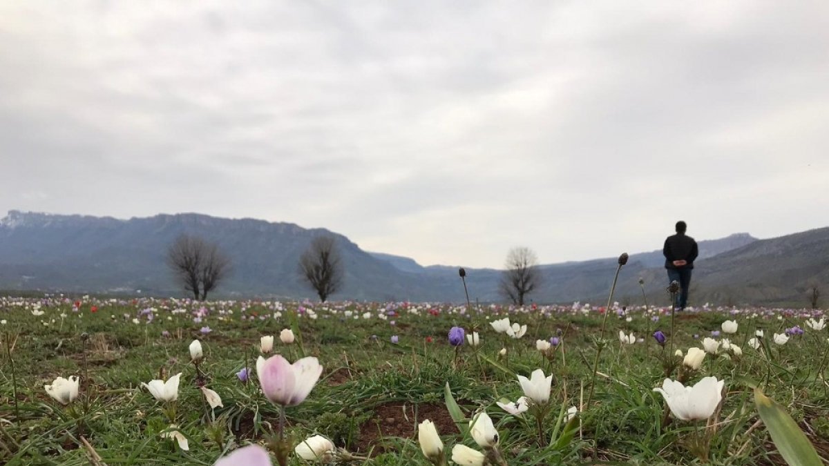 Derecik'te nergis çiçeği güzelliği