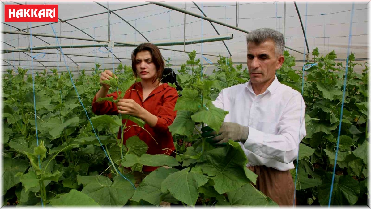 Derecik'te seracılık yaygınlaşıyor