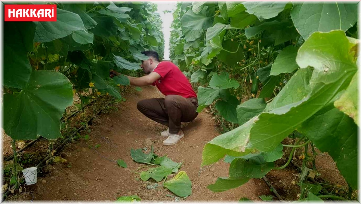 Derecik'te seracılık yaygınlaşıyor