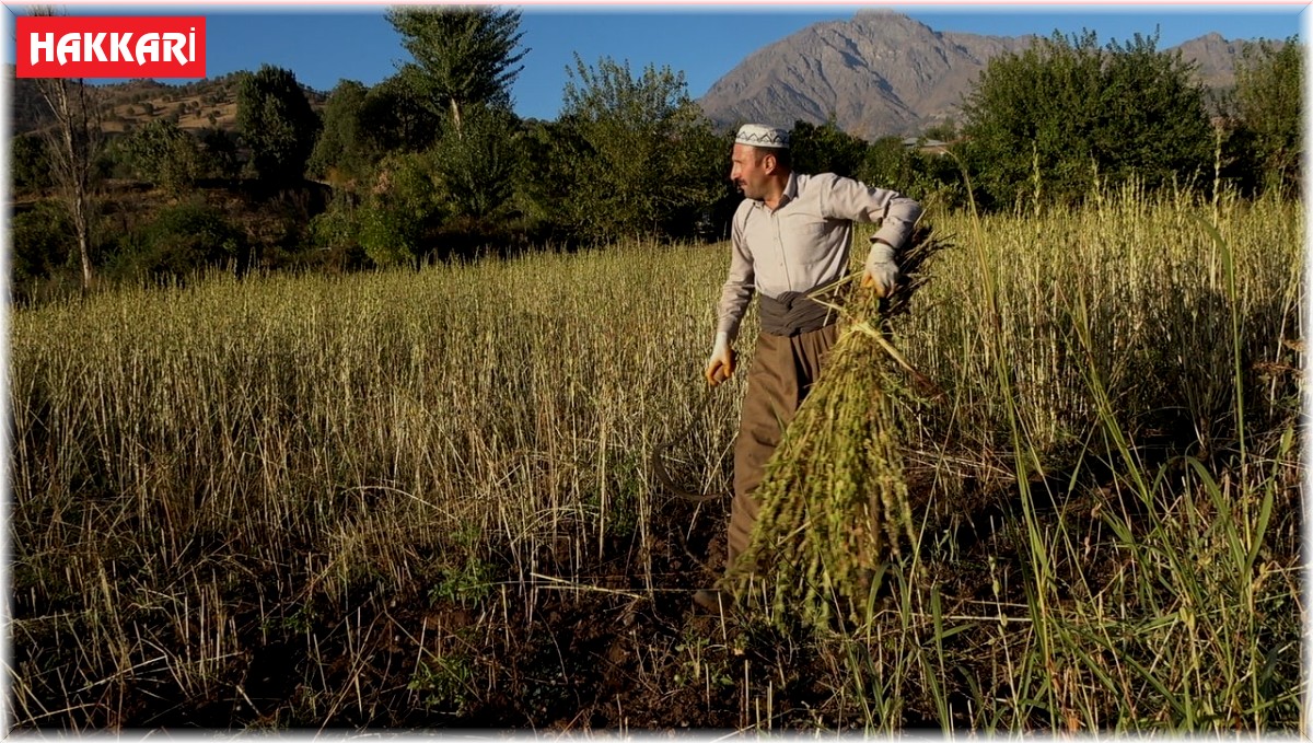 Derecik'te susam hasadı başladı