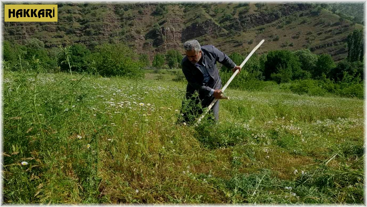 Derecik'te tırpanla ot biçme sezonu başladı