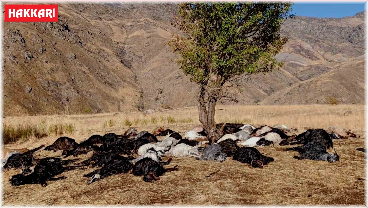 Derecik'te yıldırım düştü, 62 hayvan telef oldu