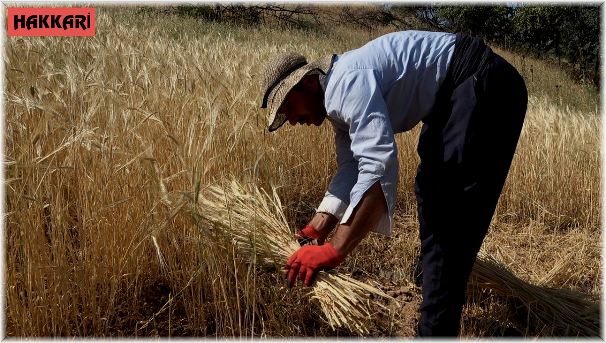 Derecik'te yılın ilk bereketli buğday hasadı sevindirdi