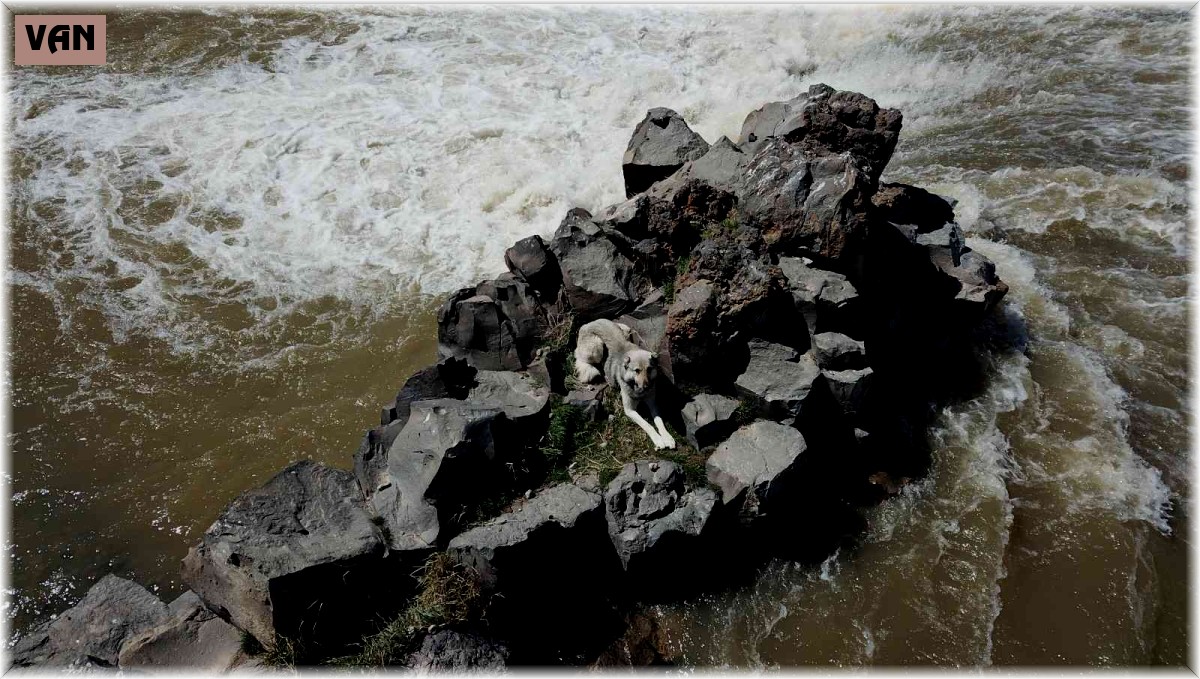 Derenin ortasında mahsur kalan köpek itfaiye ekipleri tarafından kurtarıldı