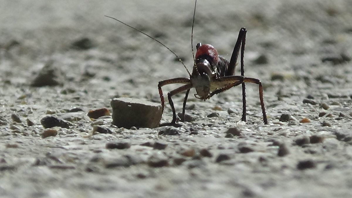 Dev çekirgeler bu kez Çatak'ta görüldü