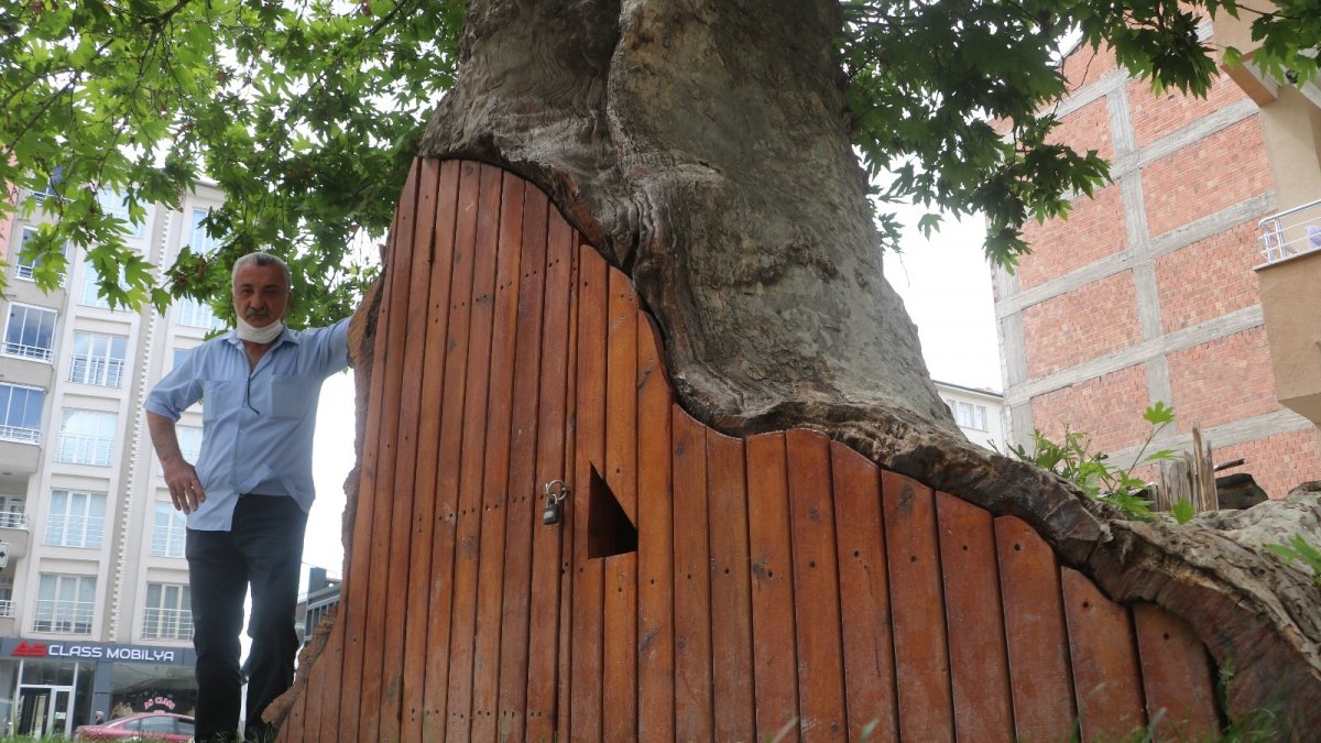 Dev çınar ahşap kapı ile korunuyor