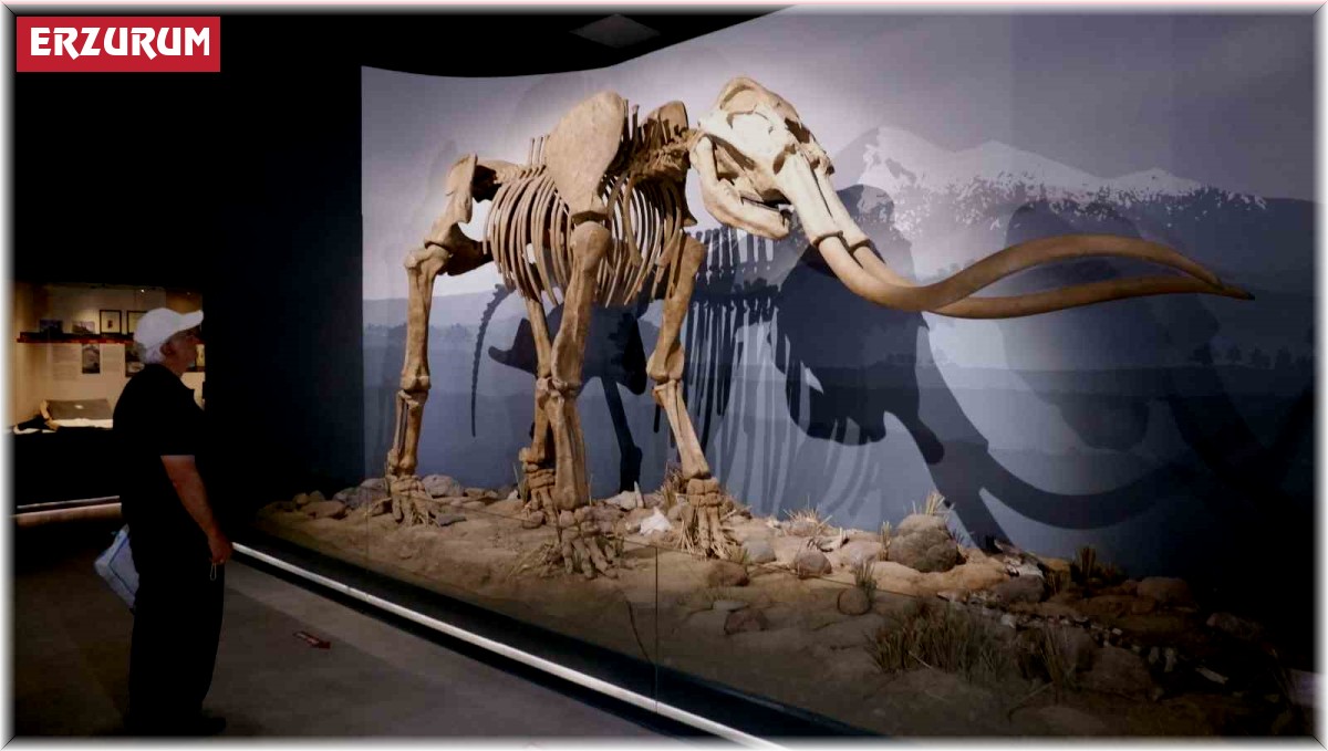 Dev mamut iskeleti görenleri hayrete düşürüyor