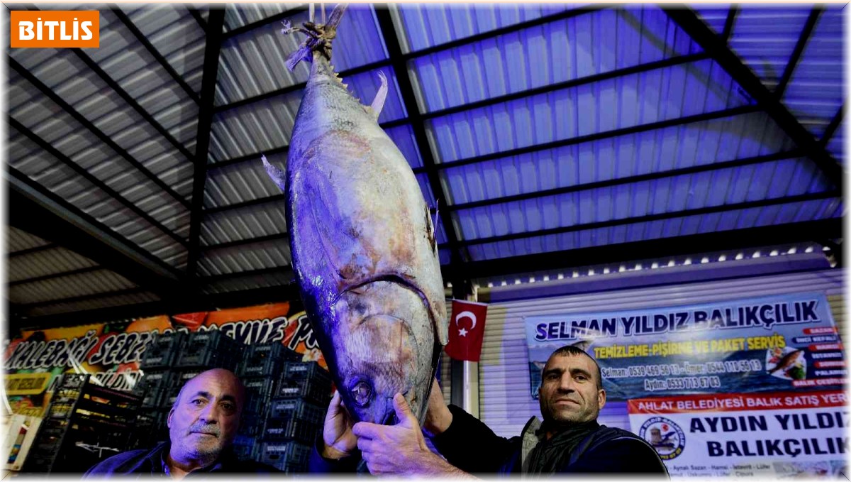 Dev orkinos ilgi odağı oldu