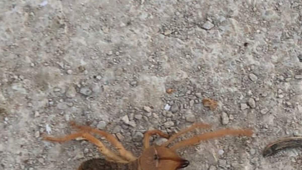 Dev örümcek paniğe neden oldu