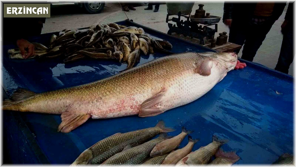 Dev turna balığı ilgi odağı oldu