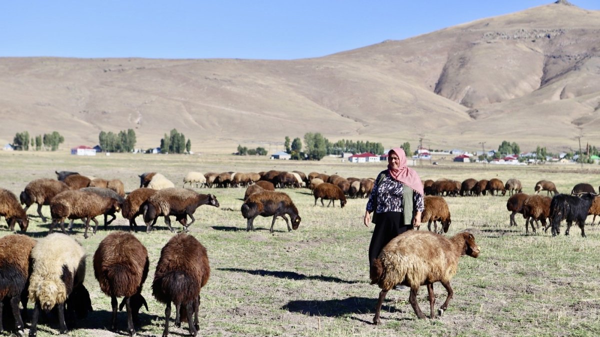 Devlet desteğiyle aldığı 100 koyunu, kadın eliyle 400'e çıkardı