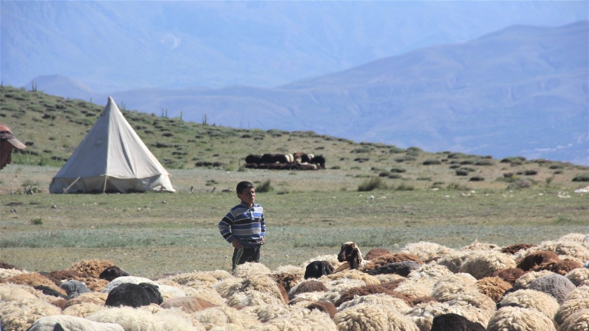 Devlet desteğiyle koyun varlığı artıyor