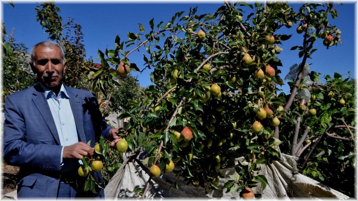 Devlet desteğiyle kurulan elma bahçelerinden 30 bin ton meyve bekleniyor