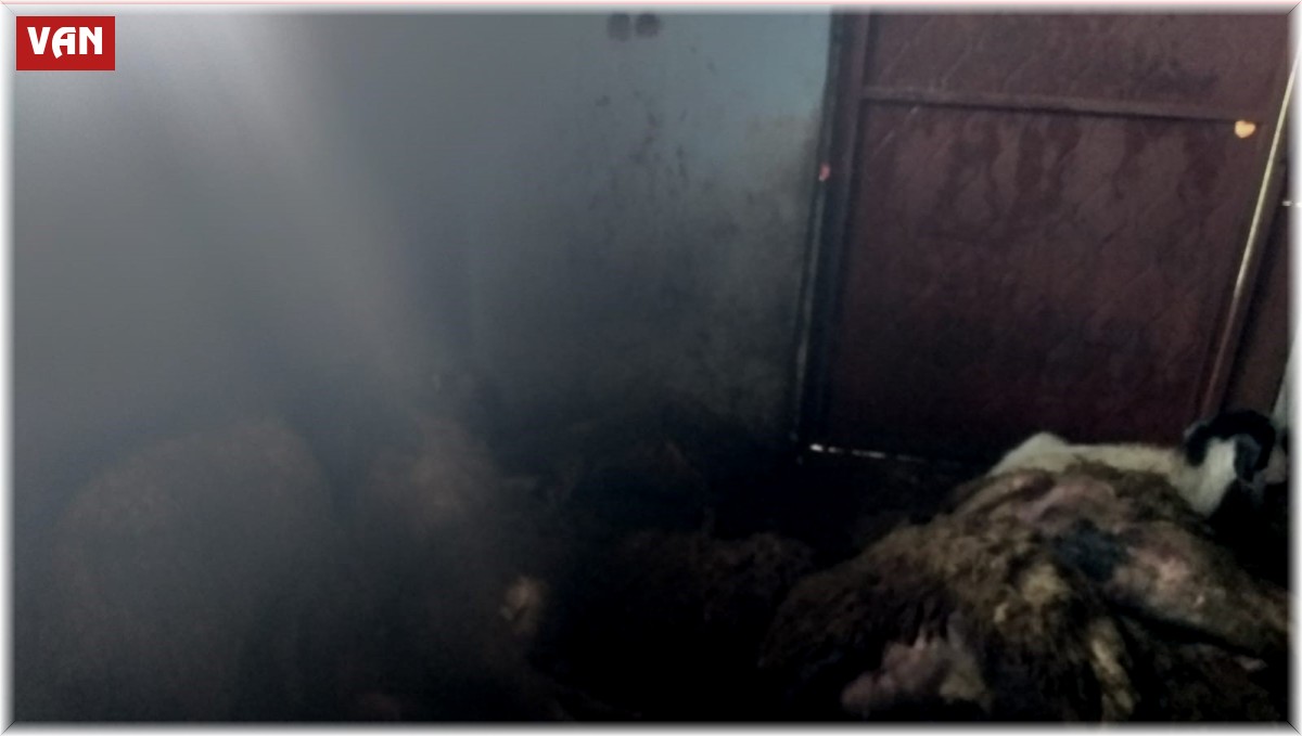 Devlet destekli alınan sürüye kurt dadandı: 35 koyun telef oldu