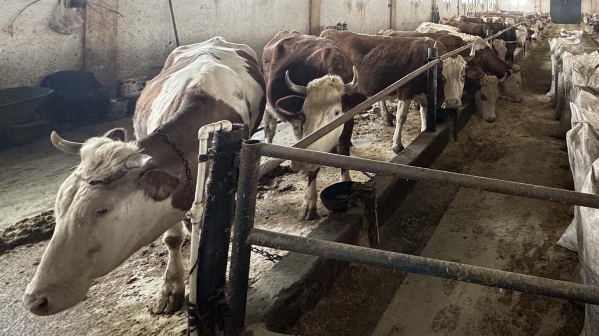 Devlet Hibesiyle Kuruldu, 50 Baştan 139 Başa Ulaştı: Ağrı’da Örnek Hayvancılık Başarısı