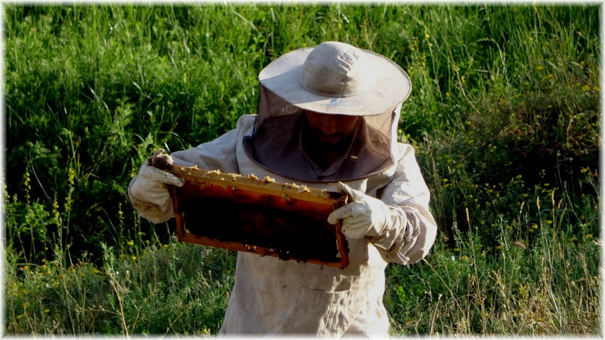 Devletin desteğiyle aracılık yapmaya başladı, 500 kilo bal elde etmeyi başardı