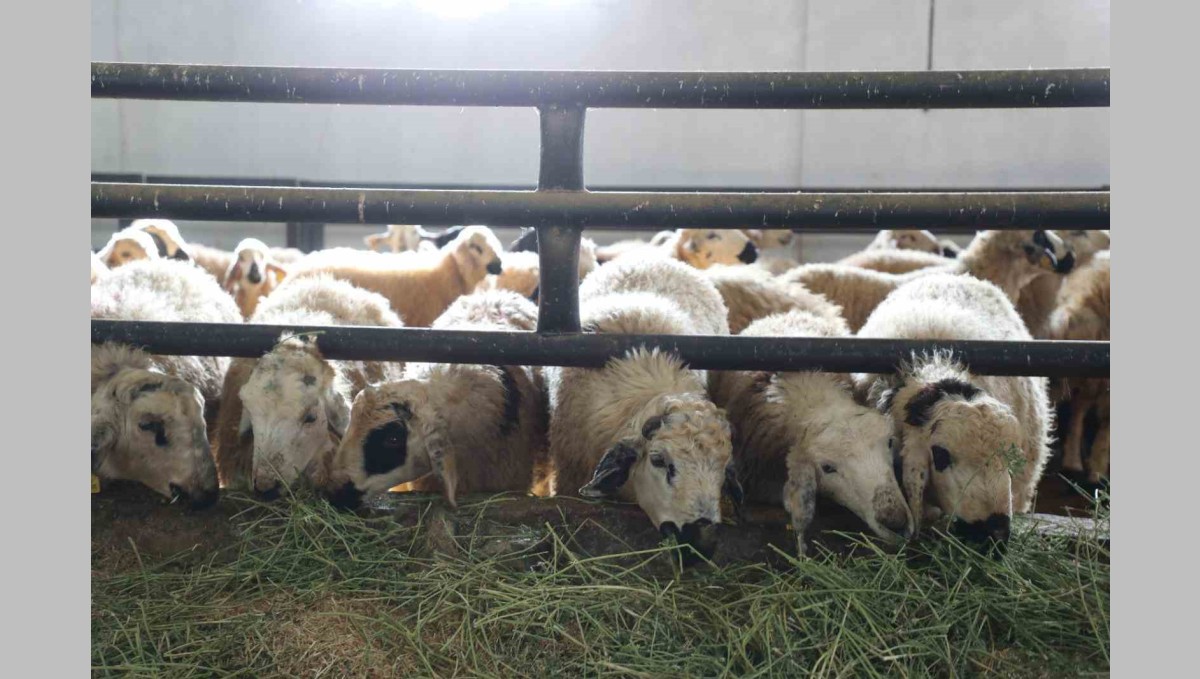 Devletten aldığı destekle küçükbaş hayvan çiftliği açtı