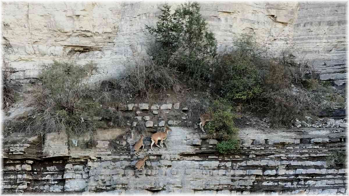 Dik kayalıklara tırmanan yaban keçileri görenleri şaşkına çevirdi