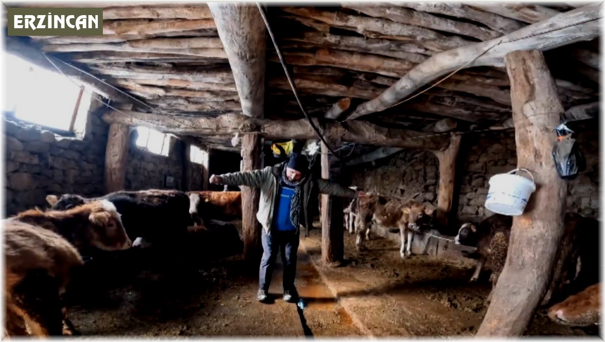 'Dilber' şarkısı ile ineklerin süt verimini artırdı