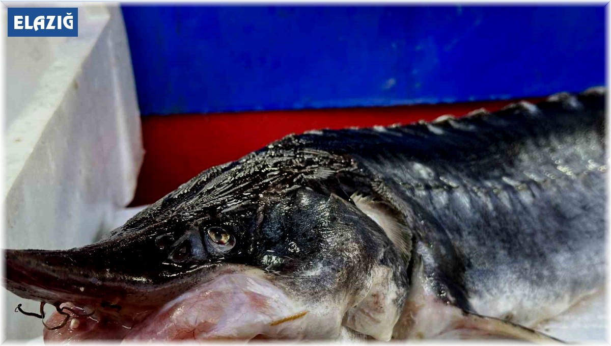 Dinozorlar döneminden günümüze gelen bu balığın havyarı 2 milyon lira