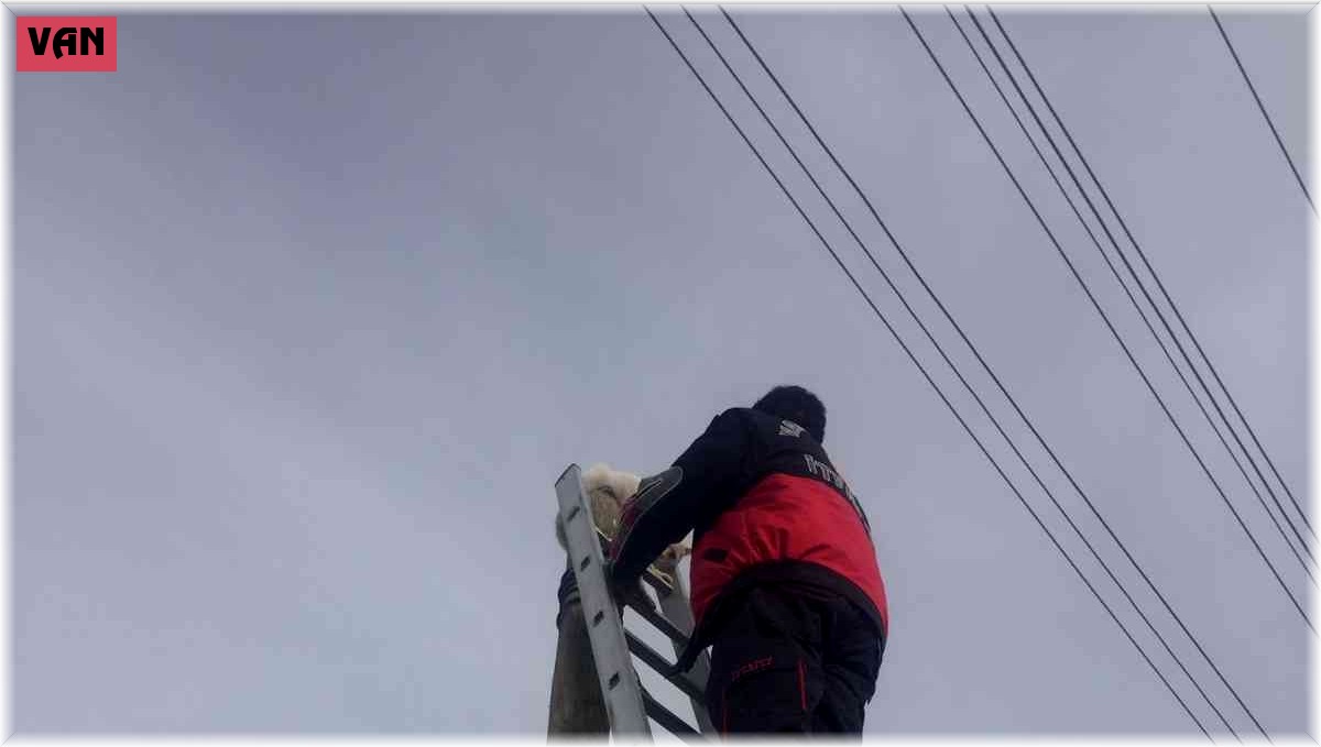 Direkte mahsur kalan kedi kurtarıldı