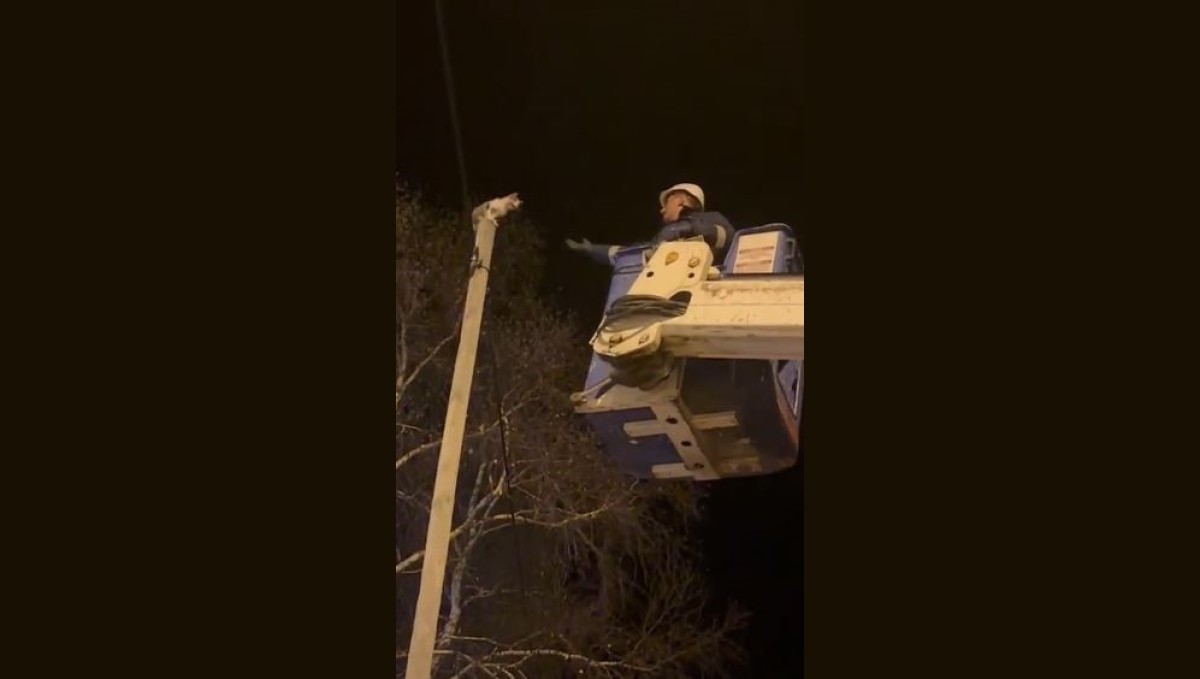 Direkte mahsur kalan kediyi Aras EDAŞ ekipleri kurtardı