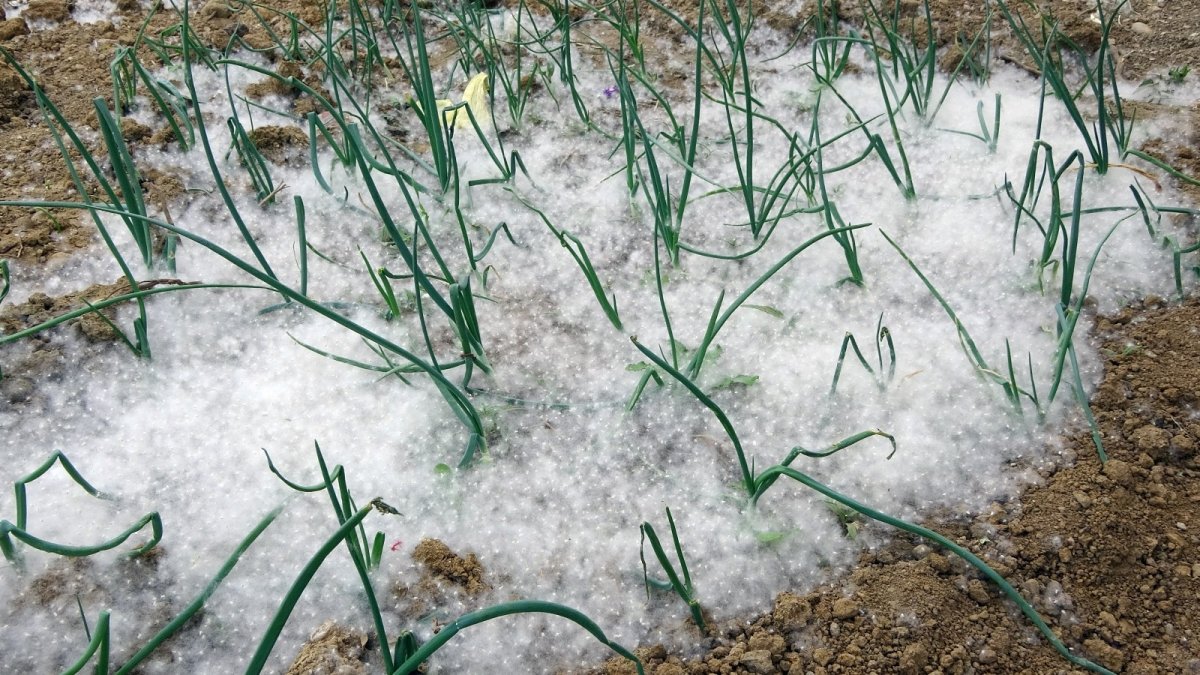 Dışarıyı beyaza bürüyen polenler görenleri şaşırttı