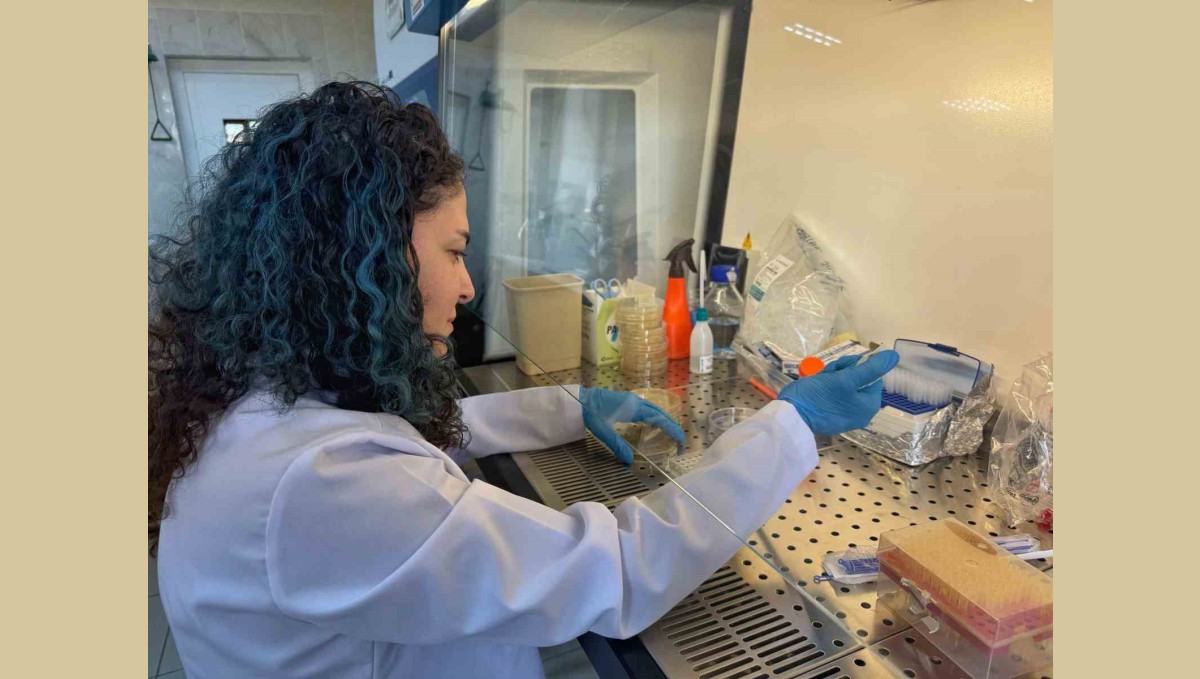 Diyabet yaralarına çözüm olacak bor destekli proje