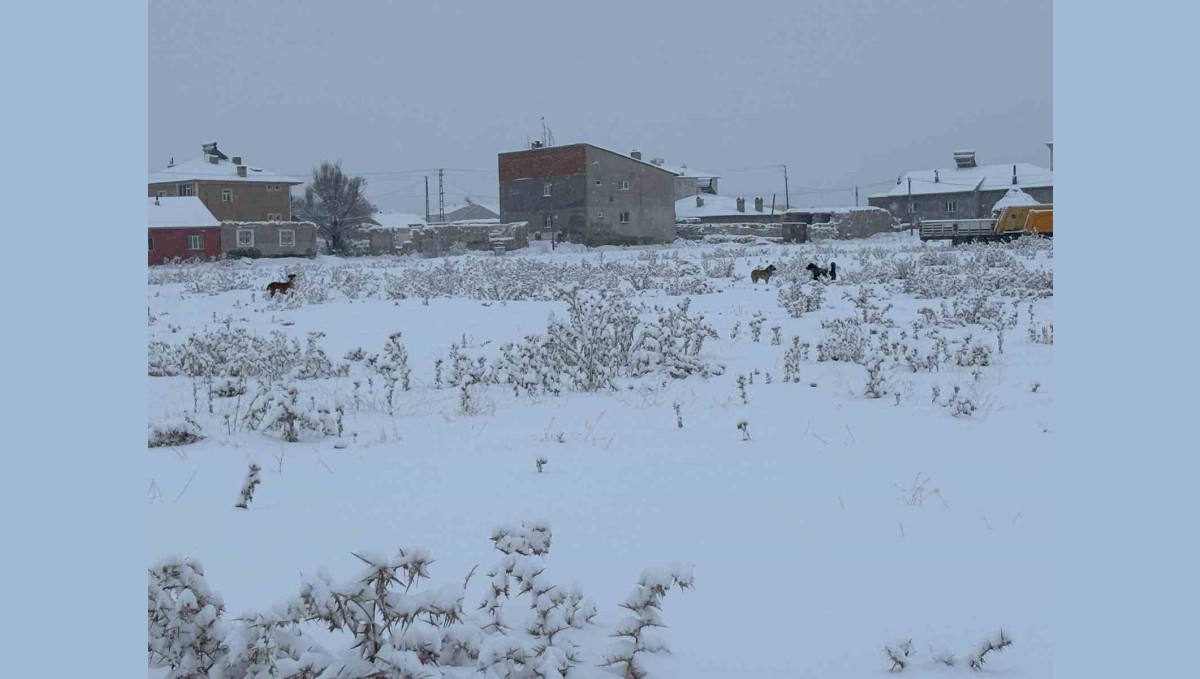 Diyadin'de başıboş köpekler tedirgin ediyor