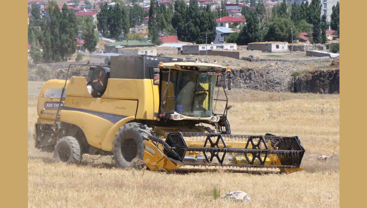 Diyadin'de Buğday Hasadı Murat Kanyonu Çevresinde Başladı