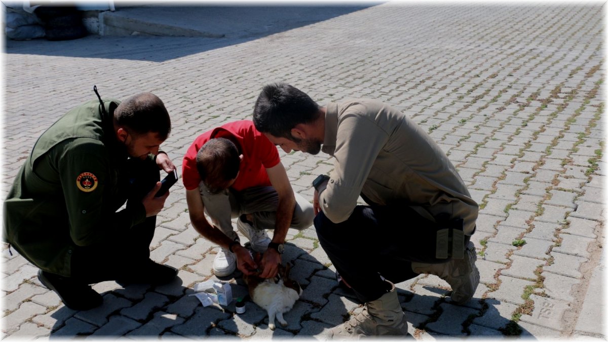 Diyadin'de bulunan yaralı tavşan tedavi altına alındı