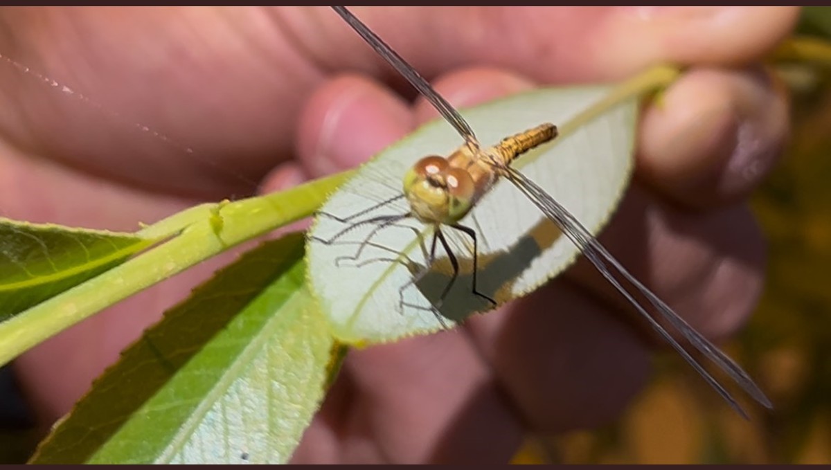 Diyadin'de doğanın objektife yansıyan zarafeti