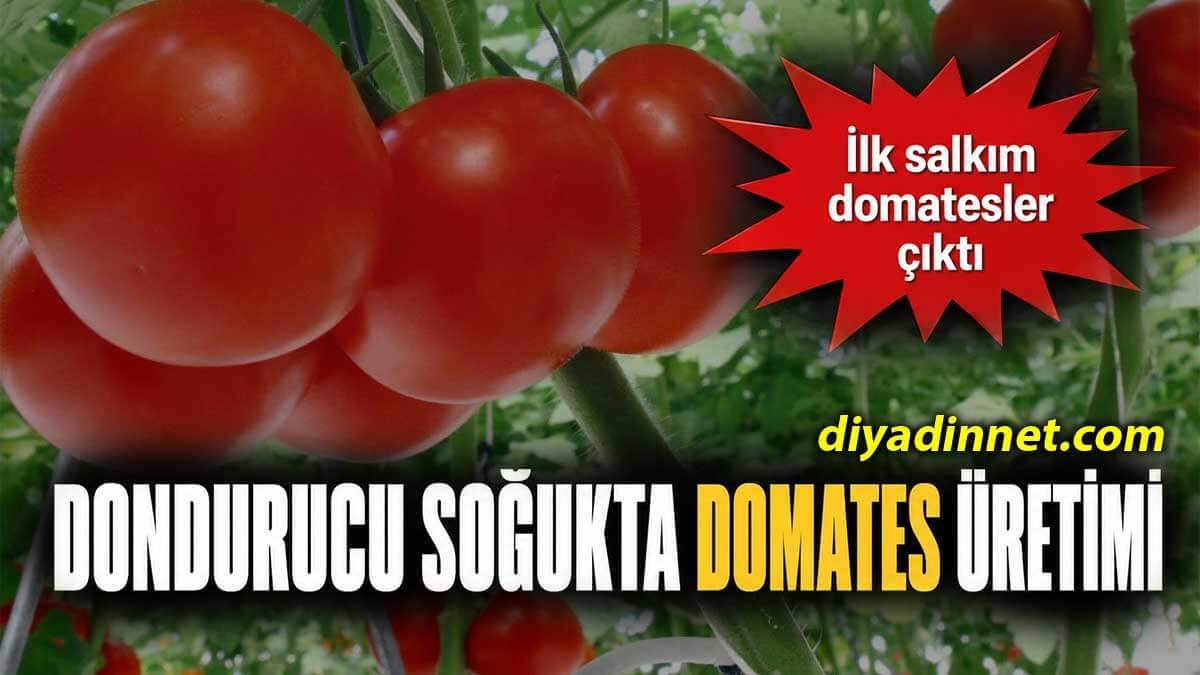 Diyadin'de Eksi 35 Derecede Üretilen İlk Salkım Domatesler 8 Milyon TL'lik Seradan Çıktı