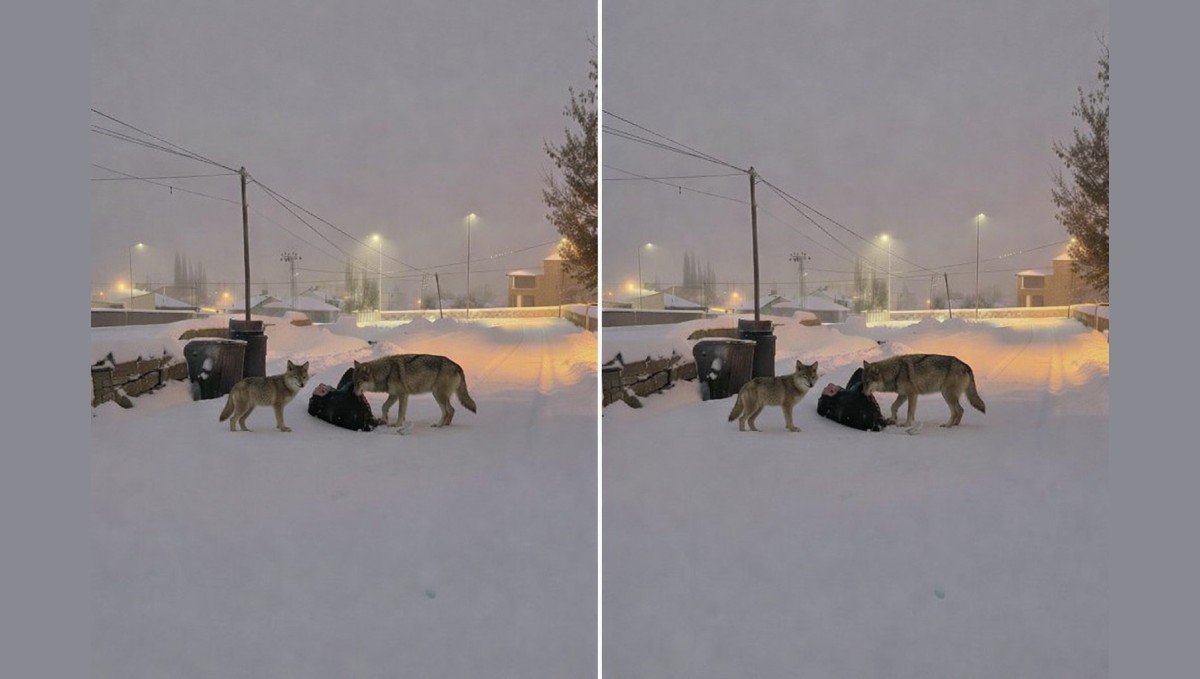 Diyadin'de kurtlar mahalle arasına indi