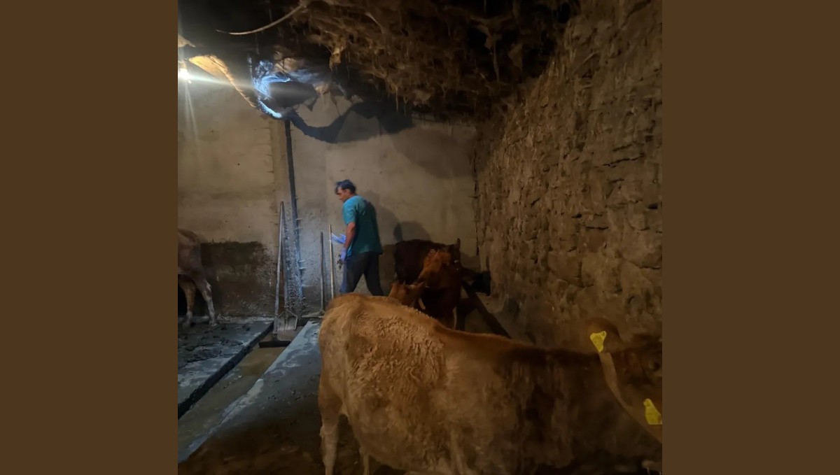 Diyadin'de şap hastalığına karşı aşı çalışmaları devam ediyor