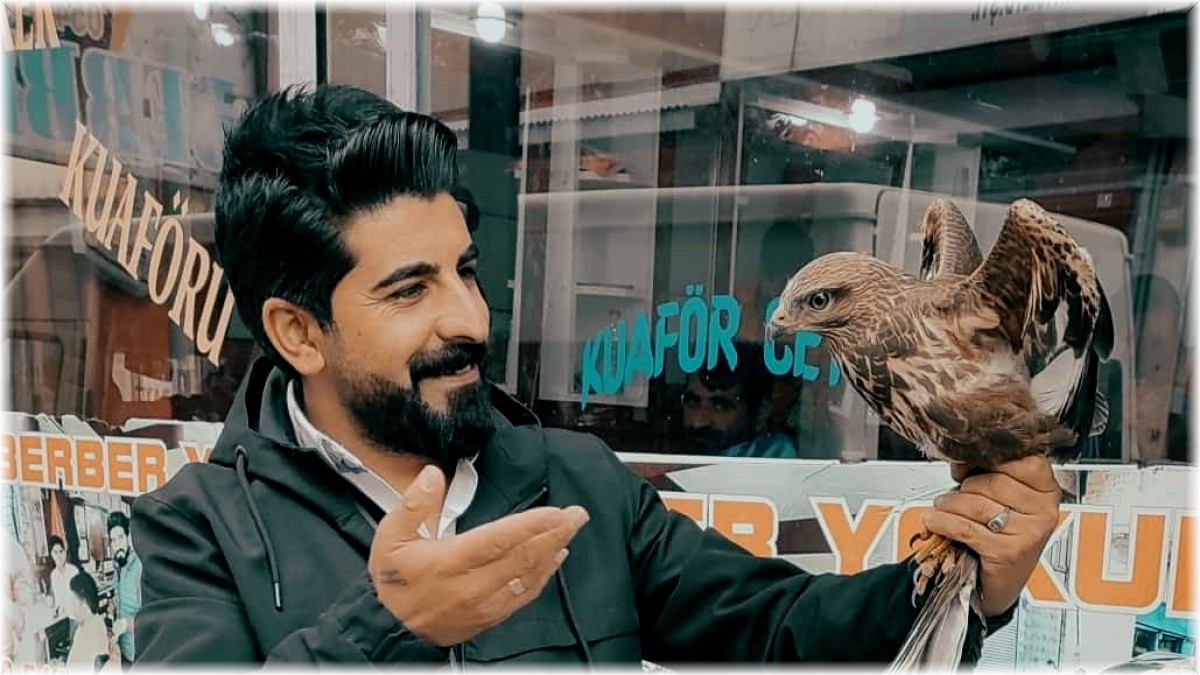 Diyadin'de yaralı şahin bulundu