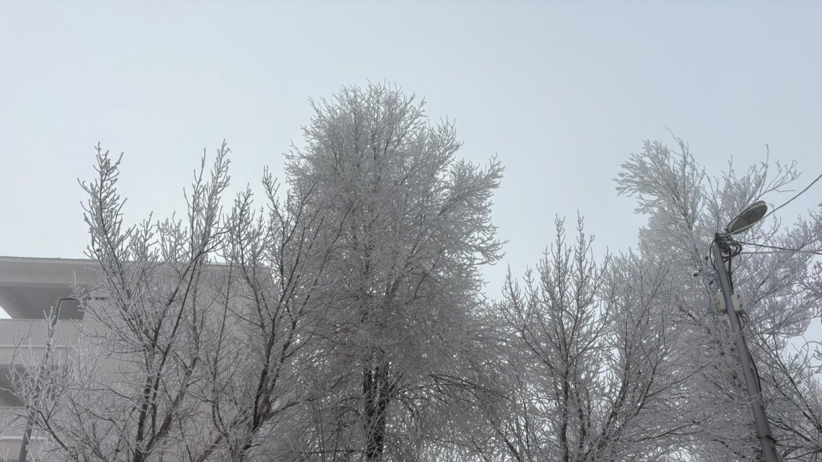 Diyadin'de yoğun sis etkili oldu