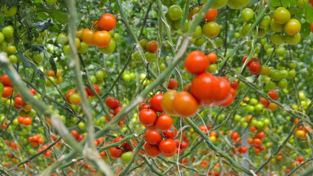 Diyadin'deki jeotermal seralar kadınlara istihdam sağlıyor, bölge ekonomisini canlandırıyor