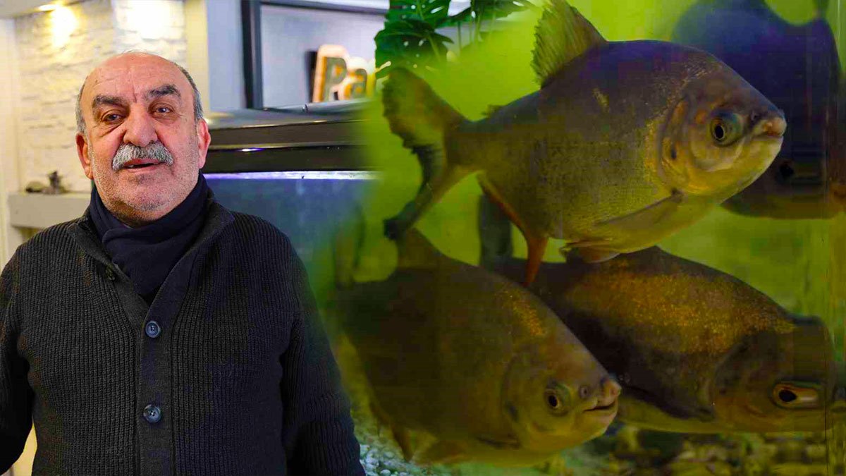 Diyarbakır’da pirana balıkları 12 yıldır kelle paçayla besleniyor