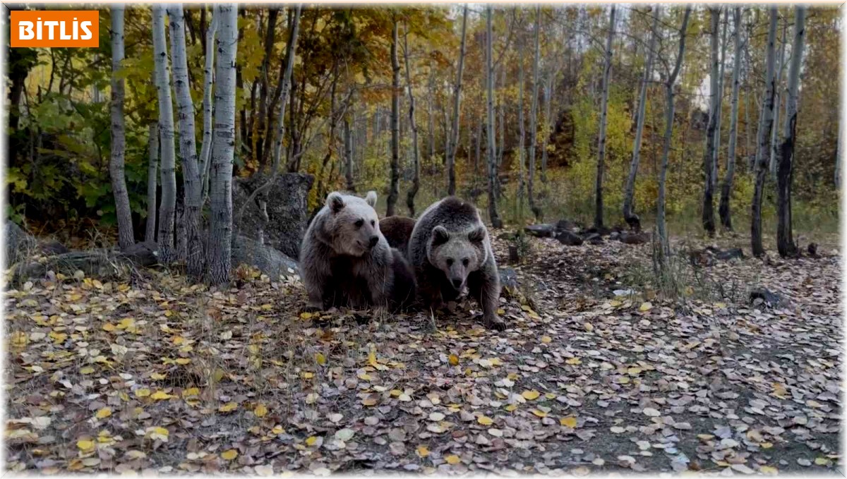 Doğa fotoğrafçısının ayılarla Kürtçe diyaloğu gülümsetti