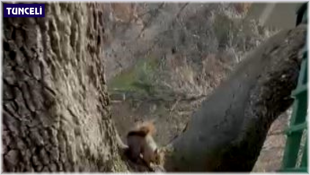 Doğa koruma görevlisi, yabani sincabı elleriyle besledi