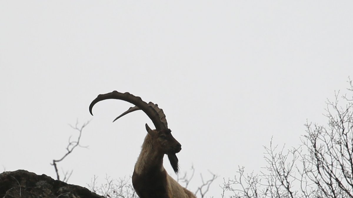 Doğa sessiz kaldı, ayılar ve yaban keçileri vadilere indi