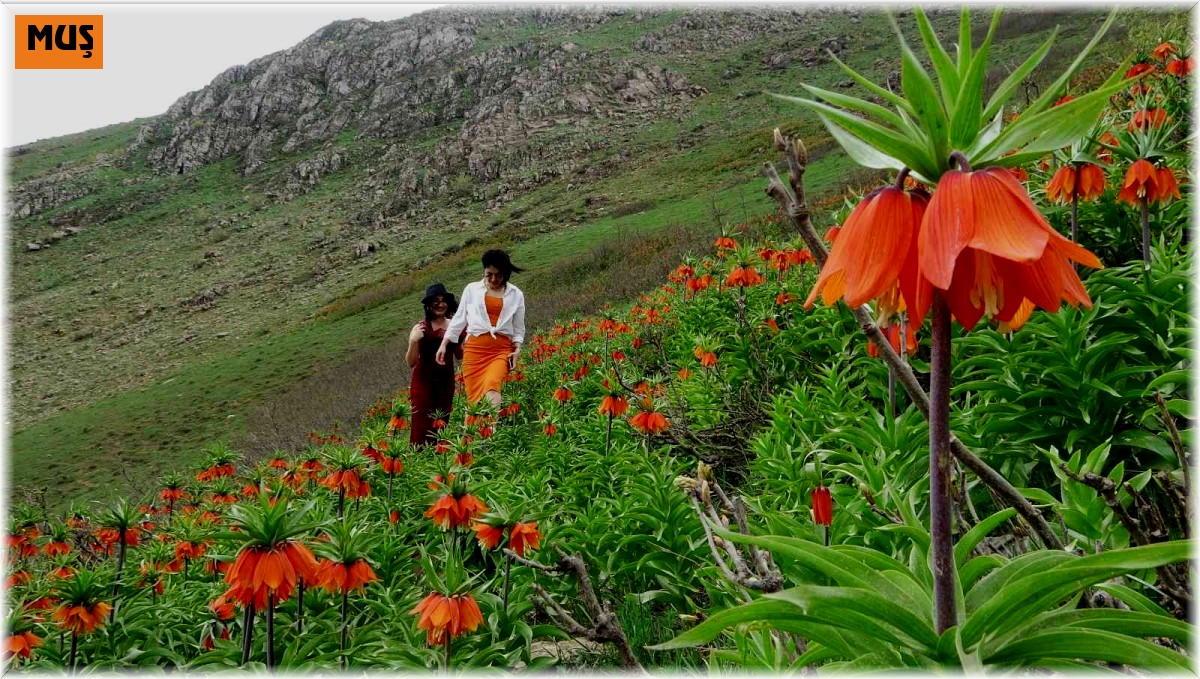 Doğa tutkunları ters laleleri fotoğraflamak için bin 800 rakımlı dağa tırmandı
